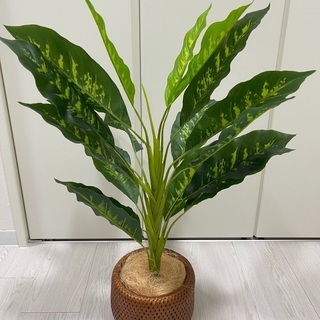 人口観葉植物　鉢植えセットの画像