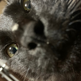 黒猫大人　　人懐っこい子です。