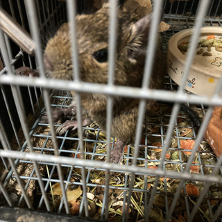 デグー