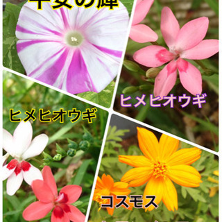花の種　1袋100円