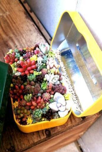 【soldout】多肉植物☆ミニ工具箱寄植え（黄色）
