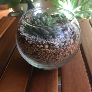 【取引中】多肉植物寄せ植え ガラスポットつき