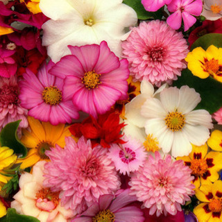 ❁¨̮ことだま❁¨̮