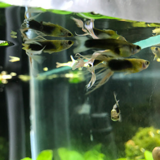 珍しいグッピーです