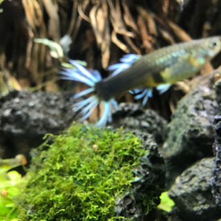 珍しいグッピーですの画像