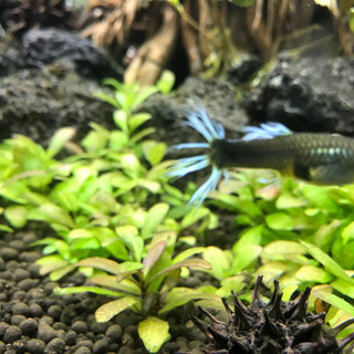 珍しいグッピーですの画像
