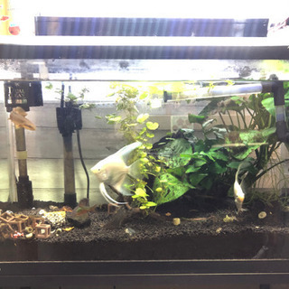 淡水水槽セットです