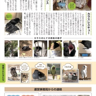 ★保護施設の鳥たちのお世話です★の画像