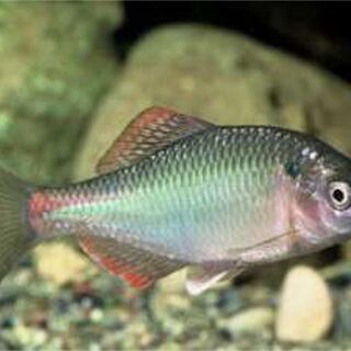 タナゴを飼育していらっしゃる方おられますか？
