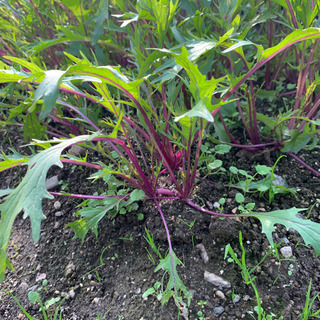 お野菜10種類！採れたてをご用意致します🥦（3）の画像