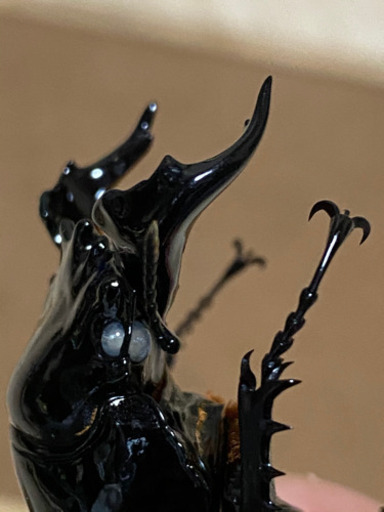 タランドゥスオオツヤクワガタペアホワイトアイ