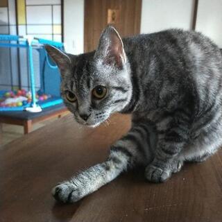 大事にして頂ける方を探しています。