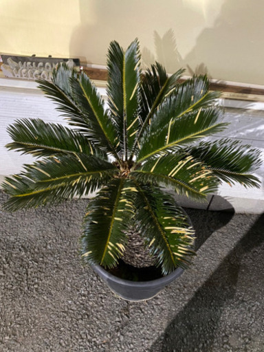 ソテツ　蘇鉄　全高約1メートル