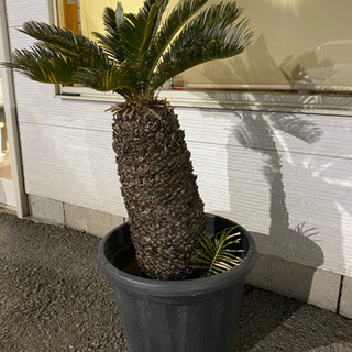 ソテツ　蘇鉄　全高約1メートルの画像