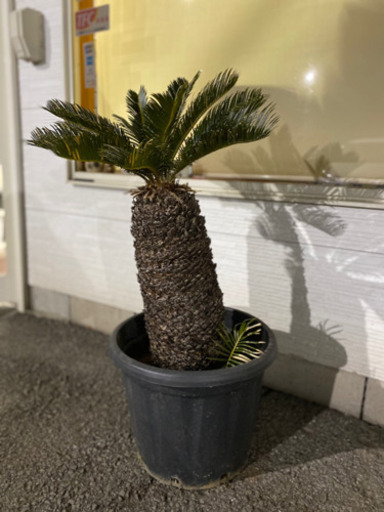 ソテツ　蘇鉄　全高約1メートル