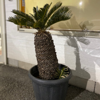 ソテツ　蘇鉄　全高約1メートルの画像