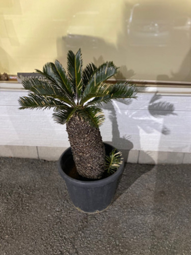 ソテツ　蘇鉄　全高約1メートル