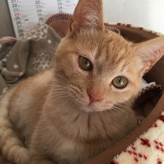 甘えん坊の茶トラの子猫姉妹💕