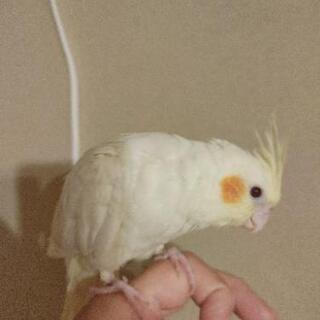 引渡し者決まりました。
