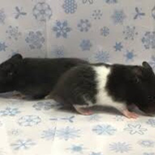 【募集終了】ゴールデンハムスターの赤ちゃんの里親を募集します