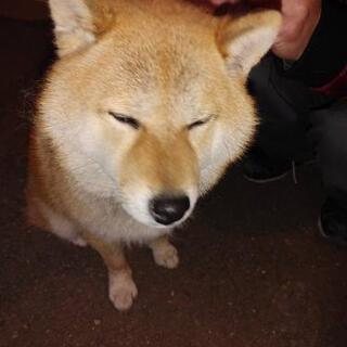 迷い犬