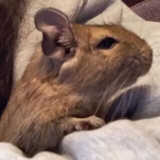 デグーマウス2歳