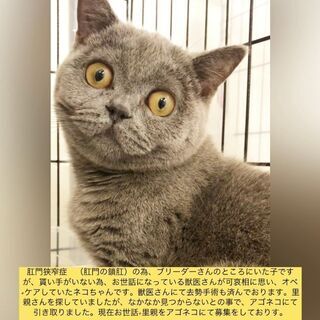 ブリティッシュショートヘア　子猫　本文をよくご覧下さいませ。 　...