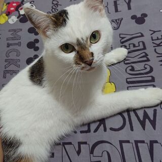 里親募集　大人しい白猫ちゃん