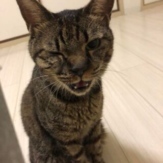 里親を募集しています。