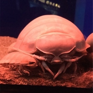 生き物プロジェクト・ワイリーコヨーテP 動物一直線