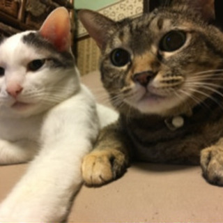 仲良し兄弟（♂♀）ソラとクゥ