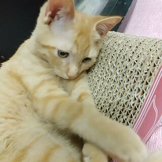 【譲渡決まりました★】生後3ヶ月の子猫の里親募集中