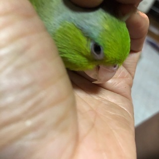 迷子のインコを探しています！ - 手伝って/助けて