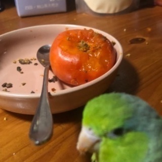 迷子のインコを探しています！ - 大阪市