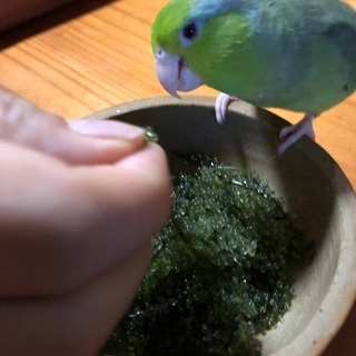 迷子のインコを探しています！