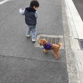 譲渡完了致しました ありがとうございました🙇‍♀️ - 世田谷区