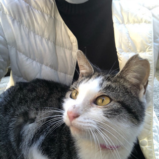 1歳前後の保護猫ちゃんです。