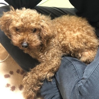 譲渡完了致しました ありがとうございました🙇‍♀️ - 里親募集