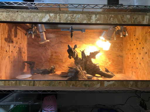 爬虫類　ケージ