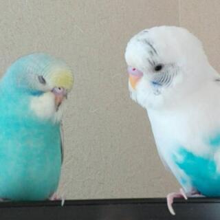 友達になってください