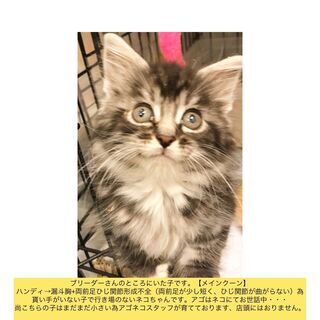 メインクーン　　子猫　●●●本文をよくご覧下さいませ。 ●●●　...