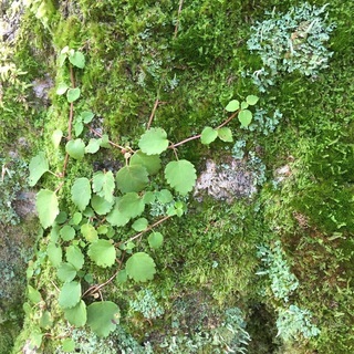 空き家の遺品整理　清掃片付け　ゴミ処分　お気軽にご相談ください。利益を生み出す空き家の管理運用も承っております。 - 地元のお店