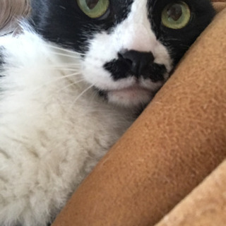 お髭模様のハチワレ8歳♡