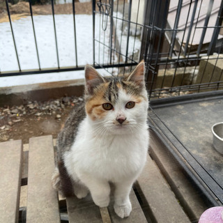 三毛猫の子猫の里親募集