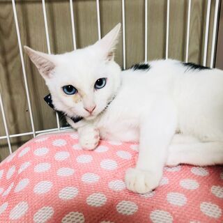白黒甘えん坊boyもー君！