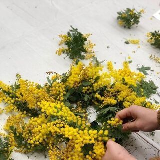 【西麻布】Workshop：ミモザのリース・スワッグの画像