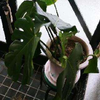 【終了】観葉植物！モンステラ大の画像