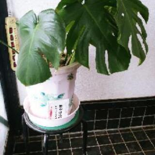 【終了】観葉植物！モンステラ大