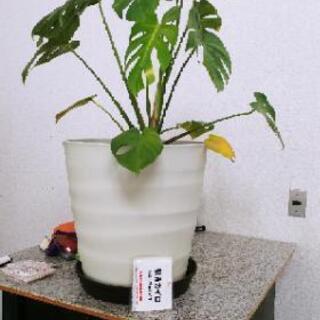 観葉植物　モンステラ　特大！