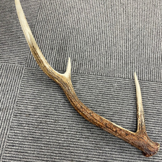 鹿のツノ - 家具 鹿のツノ - 家具